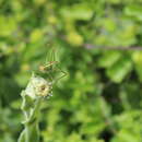 Image de Poecilimon (Poecilimon) jonicus subsp. jonicus (Fieber 1853)