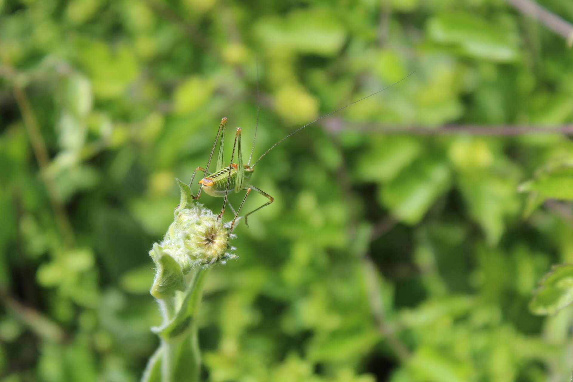 Image de Poecilimon (Poecilimon) jonicus subsp. jonicus (Fieber 1853)