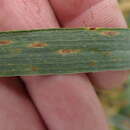 Sivun Zymoseptoria tritici (Roberge ex Desm.) Quaedvl. & Crous kuva