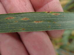 Sivun Zymoseptoria tritici (Roberge ex Desm.) Quaedvl. & Crous kuva