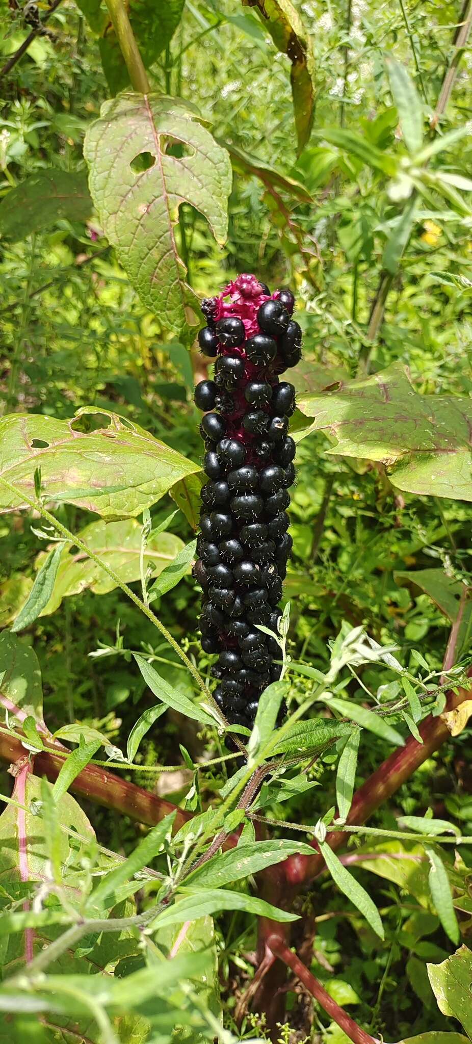 Image of Phytolacca polyandra Batalin