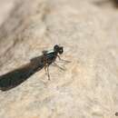 Aristocypha trifasciata (Selys 1853)的圖片