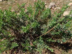 صورة Thymelaea tartonraira subsp. thomasii (Duby) Briq.