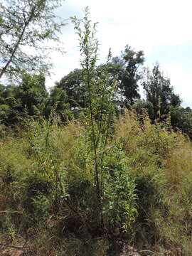 Image of Angolan Sesame