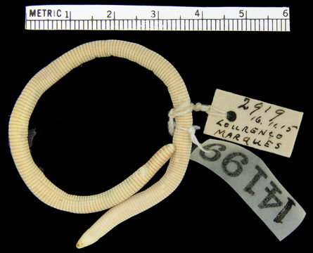 Image of <i>Zygaspis violacea</i> (Peters 1854)