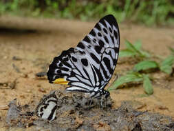 Image of Graphium delesserti (Guérin-Méneville 1839)