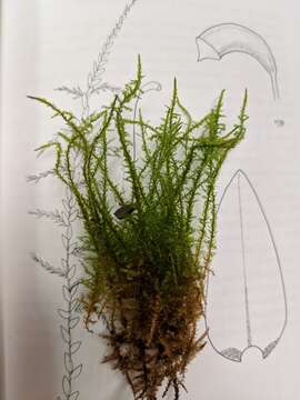 Image of giant calliergon moss