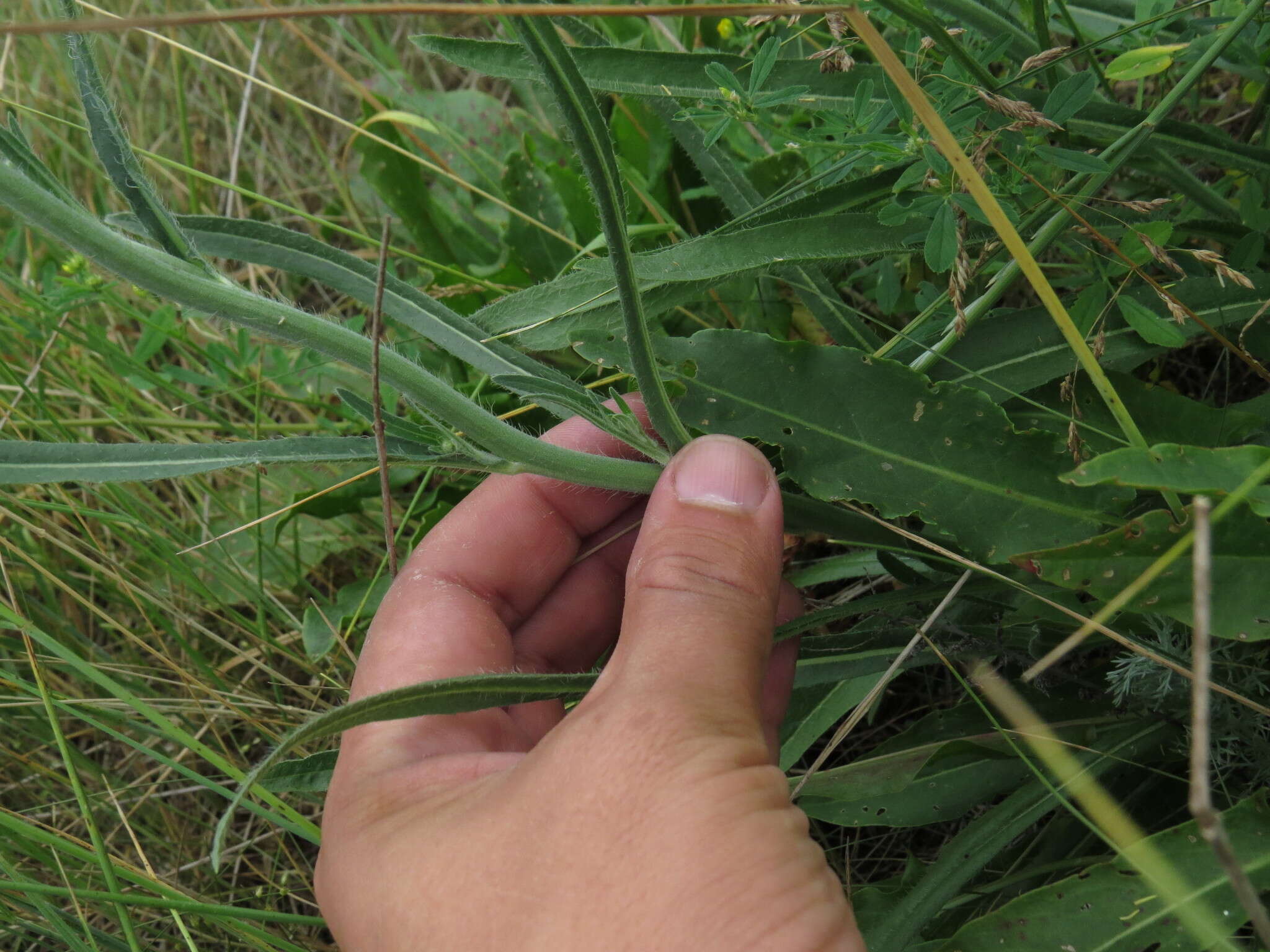 Image of Pilosella echioides (Lumn.) Sch. Bip., F. W. Schultz & Sch. Bip.