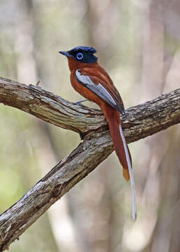 Image of Madagascar Paradise Flycatcher