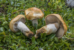 Image of Cortinarius alpinus Boud. 1895