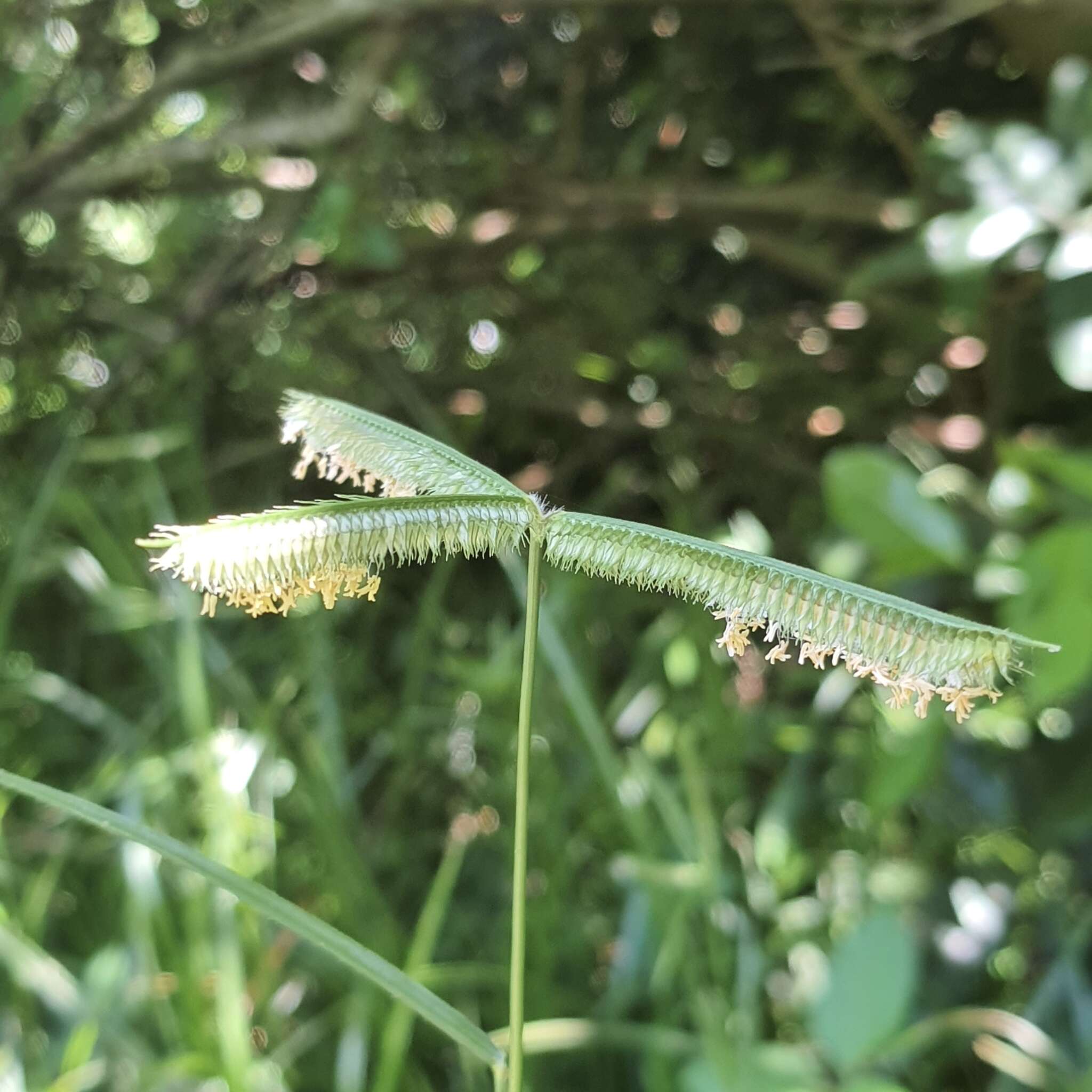 Image of LM grass