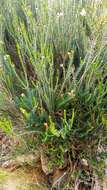 Image of Erica terminalis Salisb.