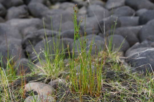 Imagem de Juncus alpinoarticulatus subsp. rariflorus (Hartm.) Holub