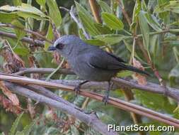 Image of Abyssinian Catbird