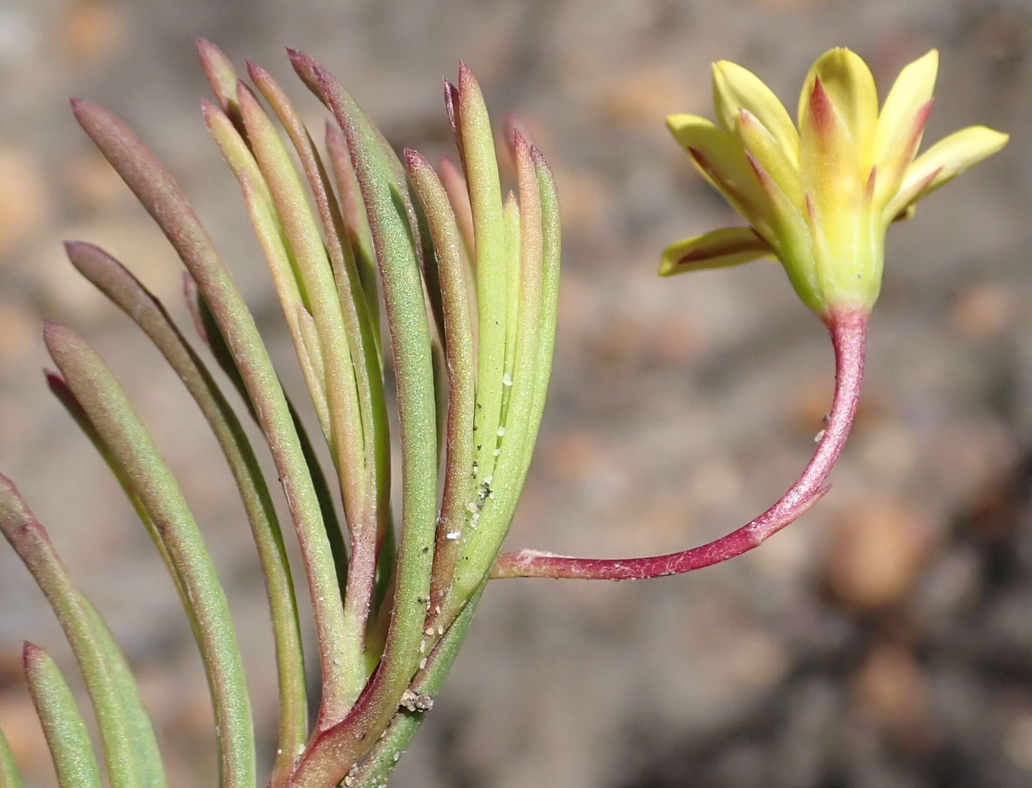 Image of Osteospermum triquetrum L. fil.