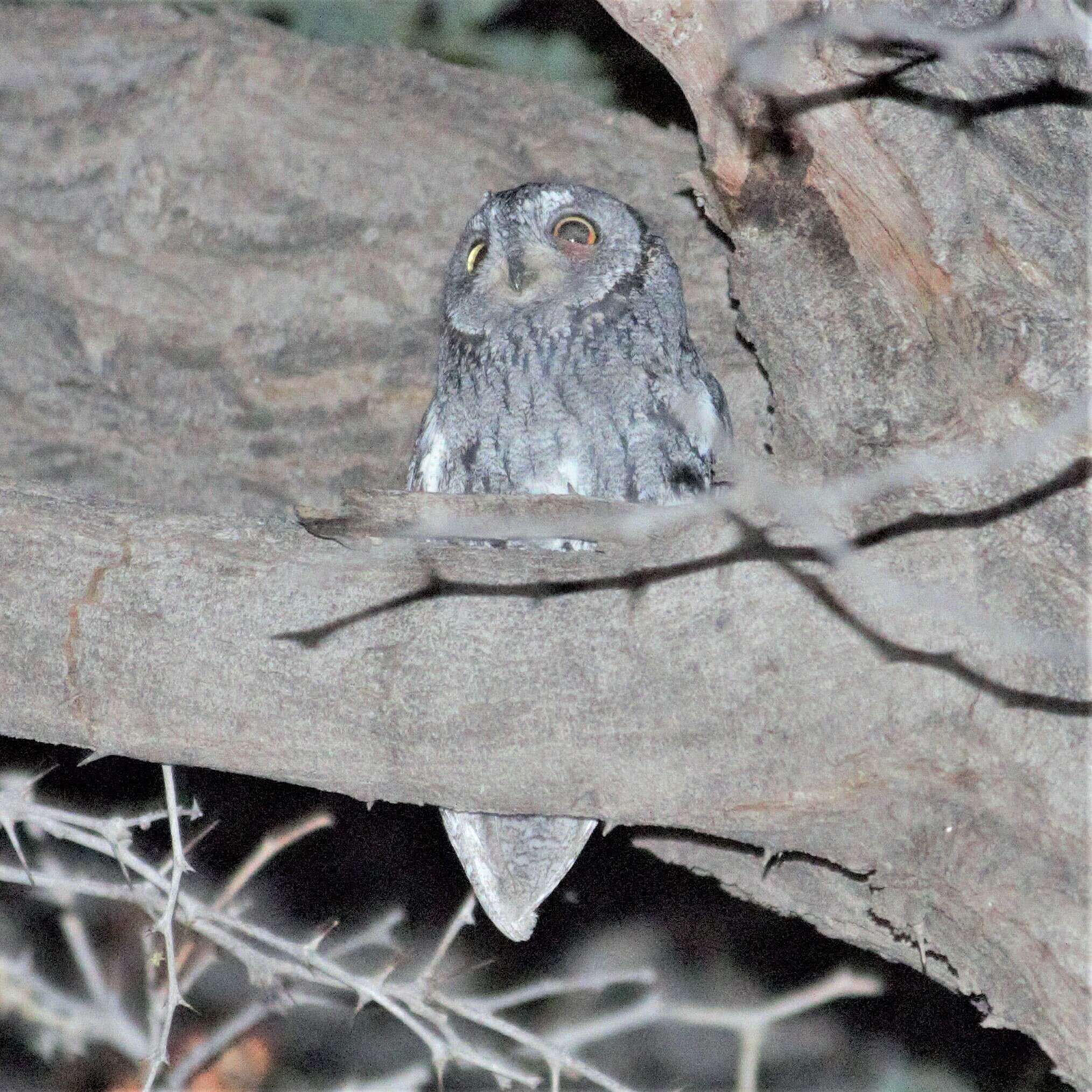 Image of Otus senegalensis senegalensis (Swainson 1837)