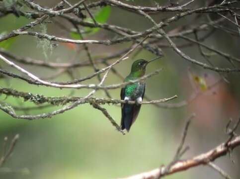 Image of Glowing Puffleg