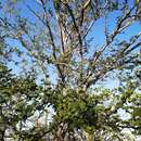 Слика од Vachellia californica (Brandegee) Seigler & Ebinger