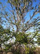 Слика од Vachellia californica (Brandegee) Seigler & Ebinger