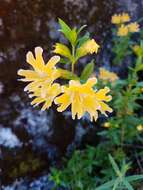 Image of Santa Lucia Mountain bush monkeyflower