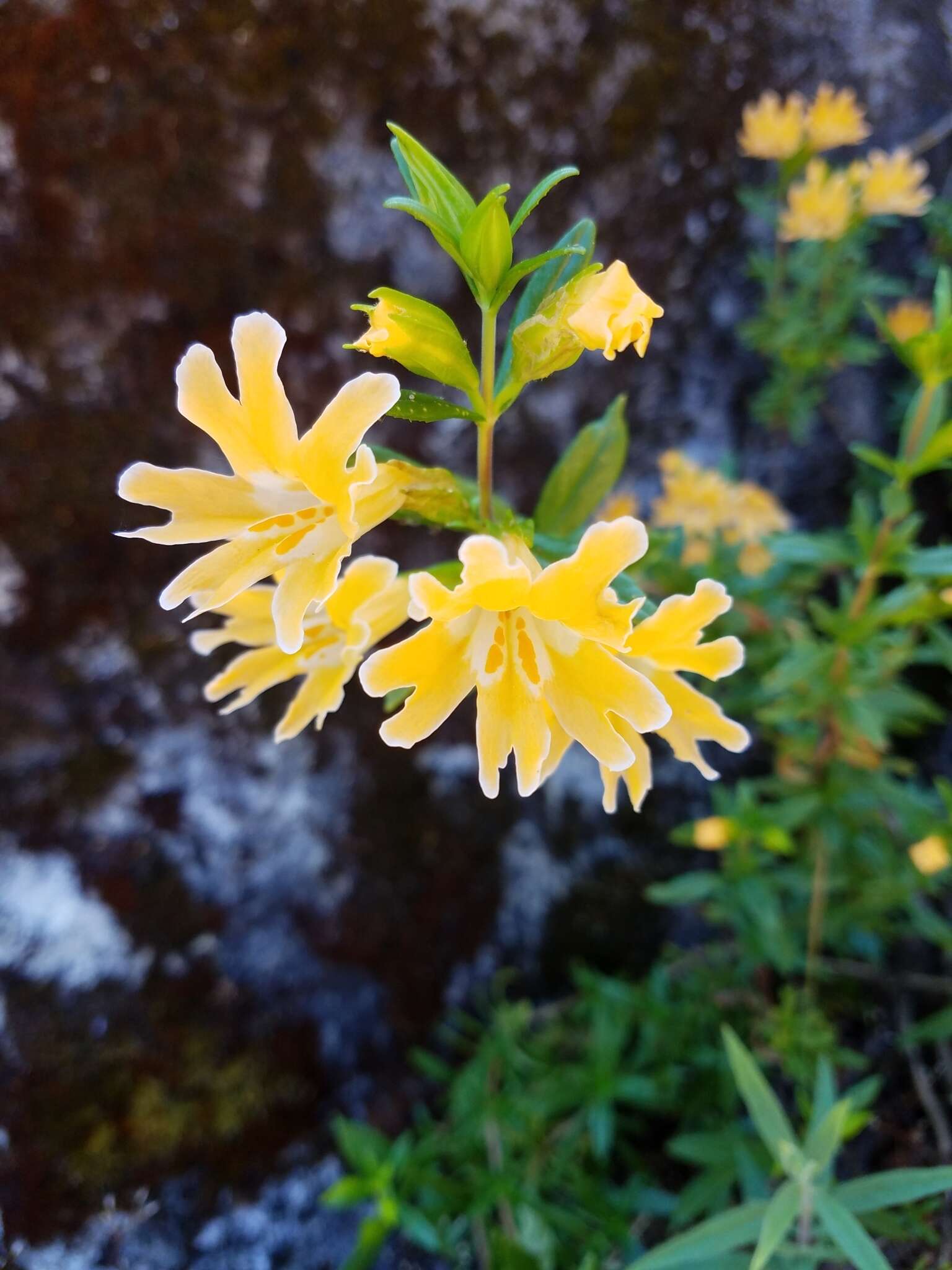 Image of Santa Lucia Mountain bush monkeyflower