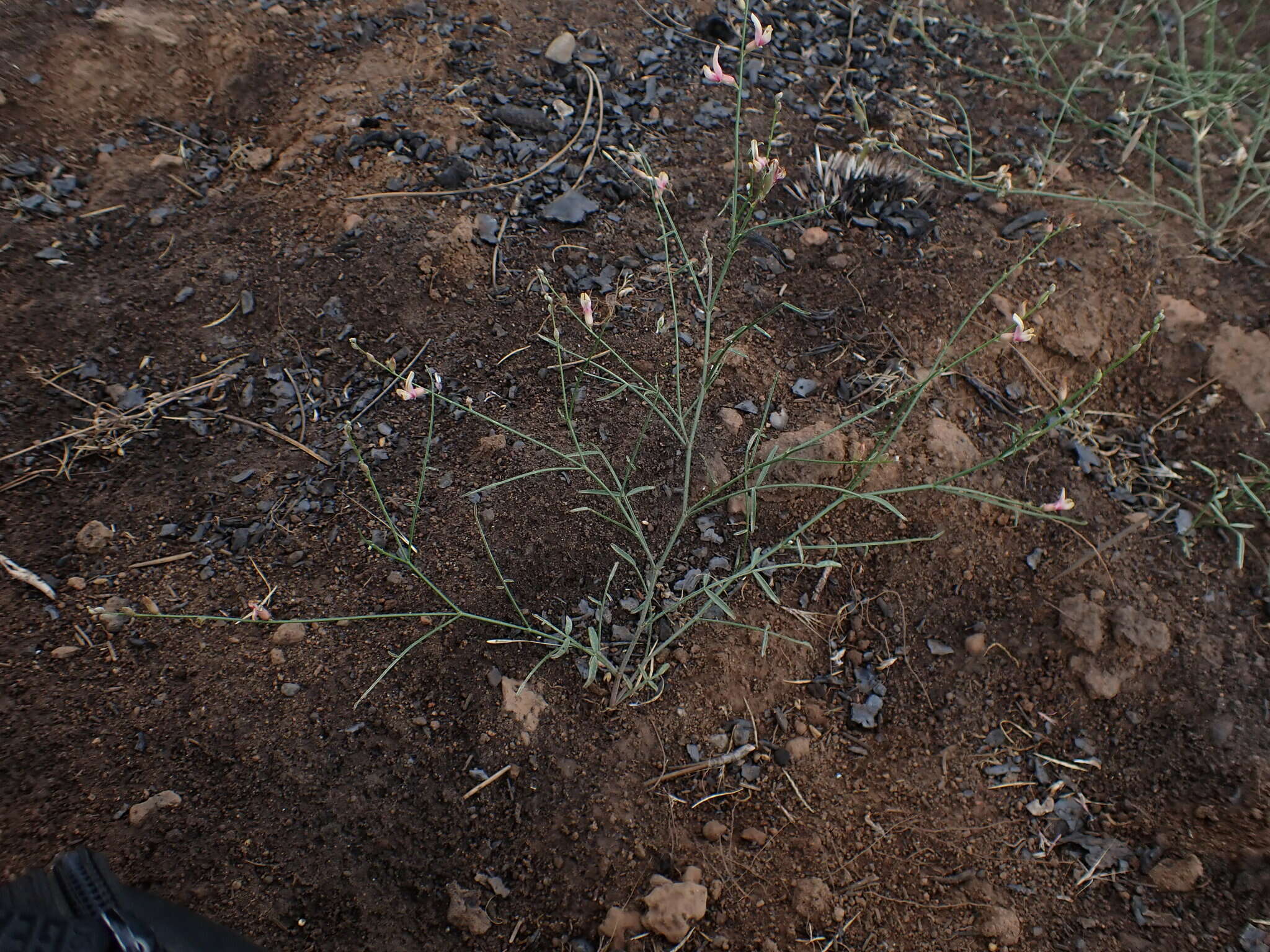 Imagem de Astragalus inversus M. E. Jones