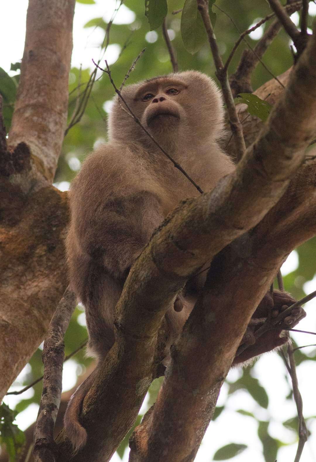 Image of Northern Pig-tailed Macaque