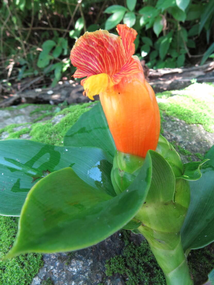 Image of Costus pictus D. Don