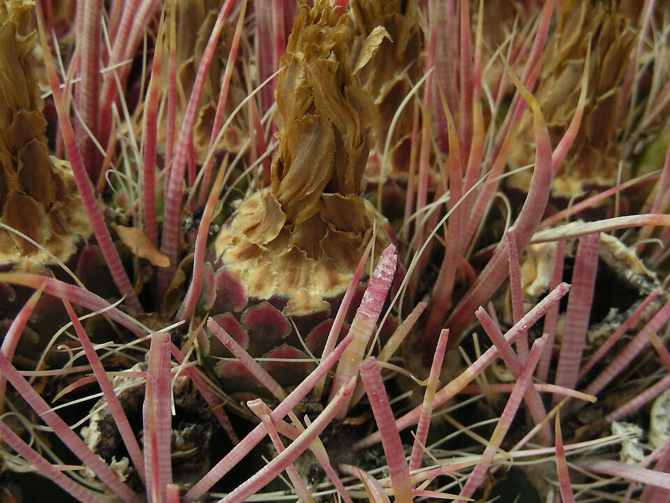 Image of Leconte's barrel cactus