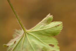 Image of Alchemilla sarmatica Juz.