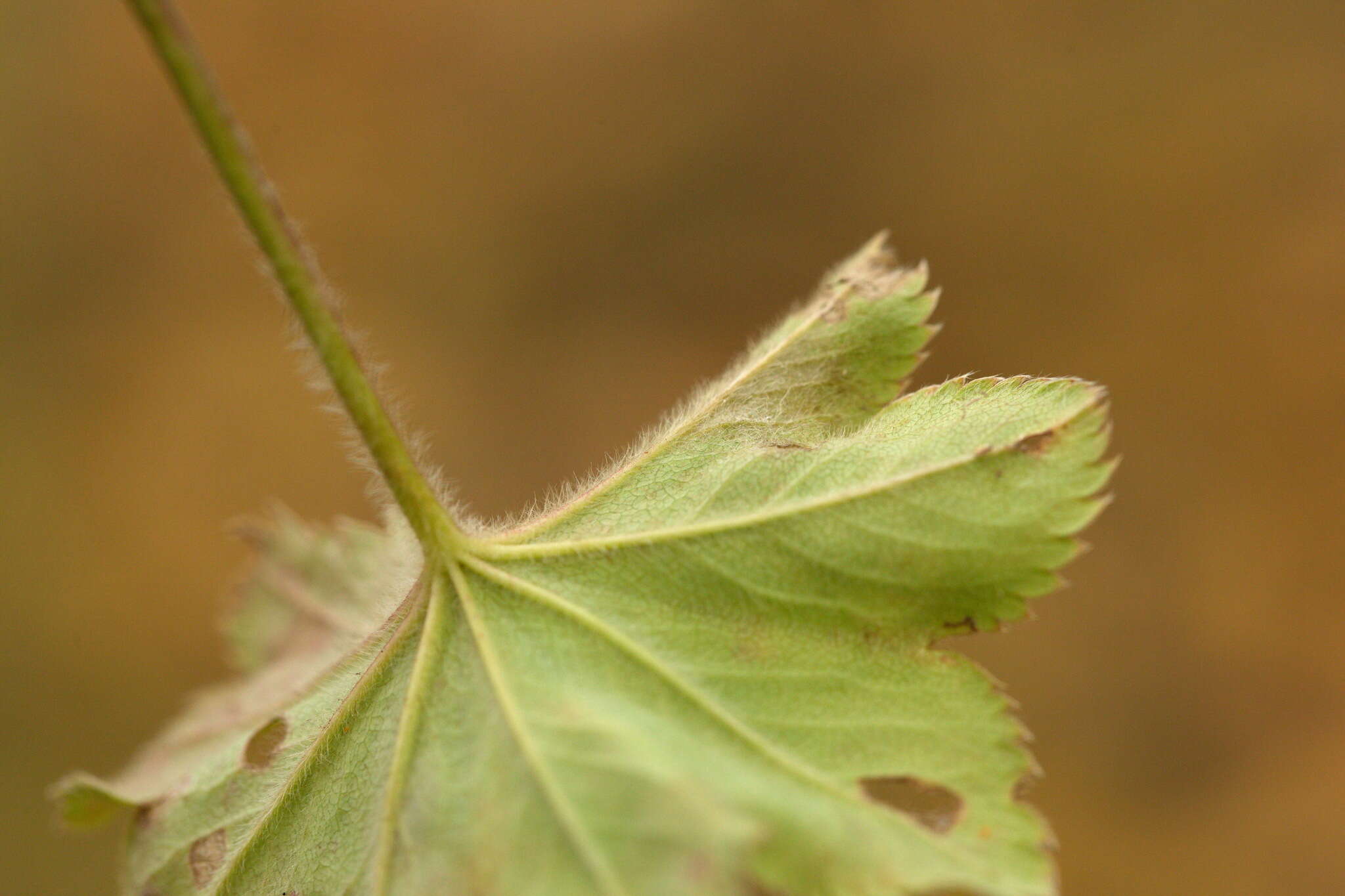 Image of Alchemilla sarmatica Juz.