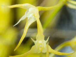 Image of Bulbophyllum laxiflorum (Blume) Lindl.