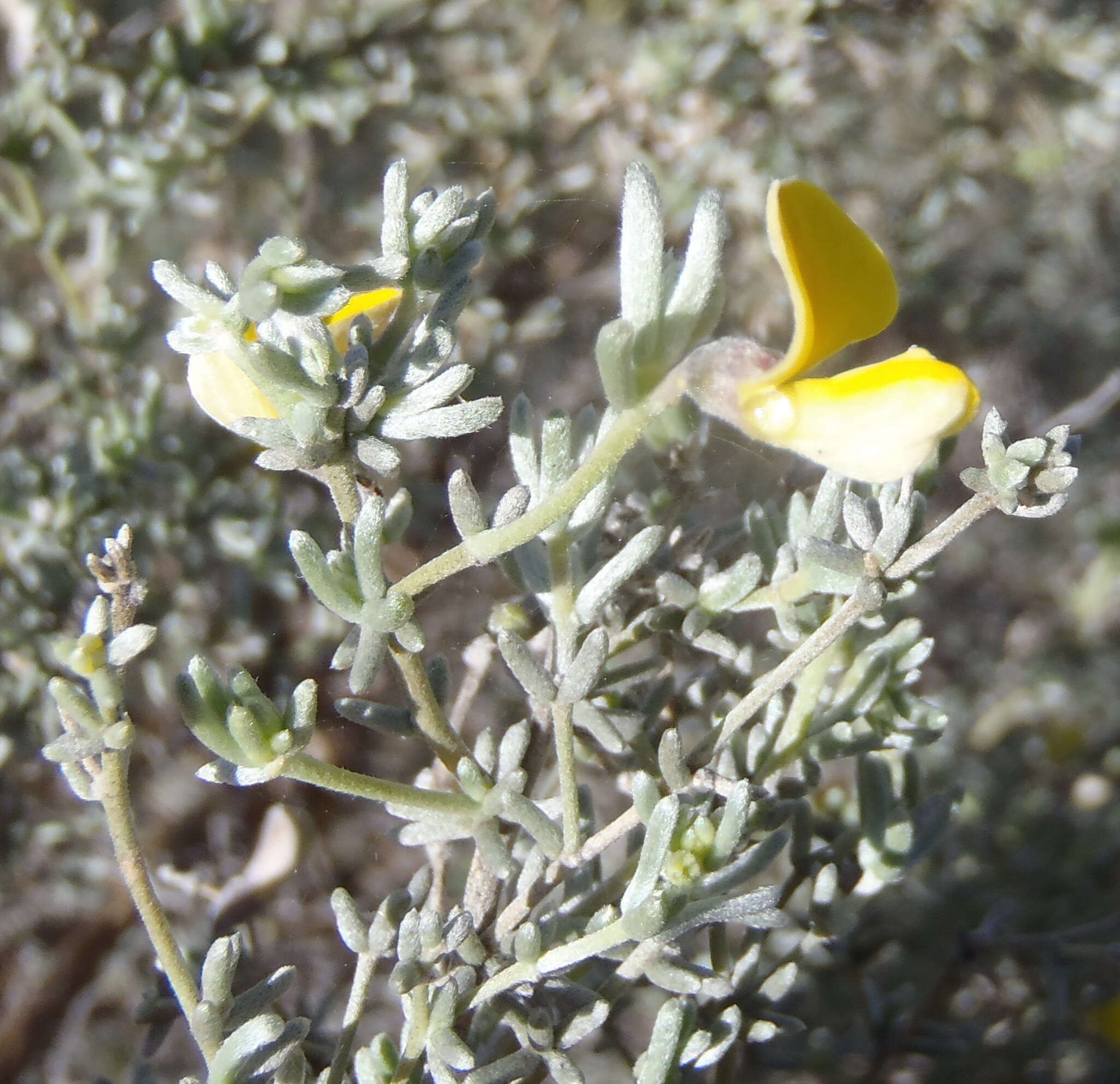 Слика од Aspalathus pedunculata Houtt.