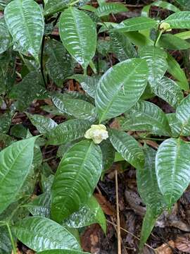 Palicourea glomerulata (Donn. Sm.) Borhidi resmi