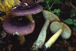 Image of Russula alnetorum Romagn. 1956