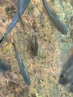 Image of Comanche Springs Pupfish