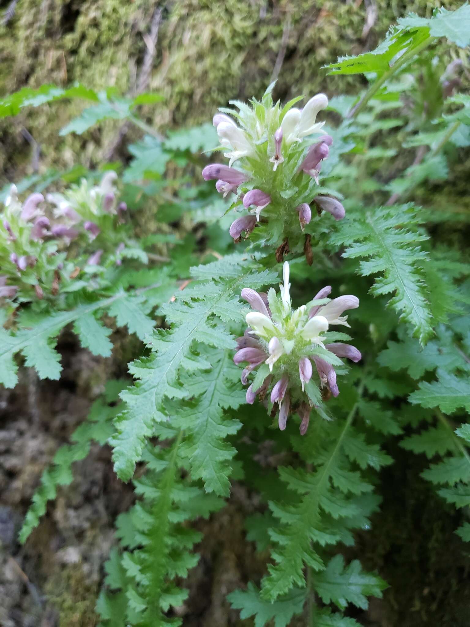 Image of Dudley's lousewort