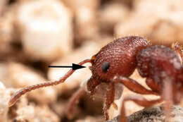 Image of Pogonomyrmex imberbiculus Wheeler 1902