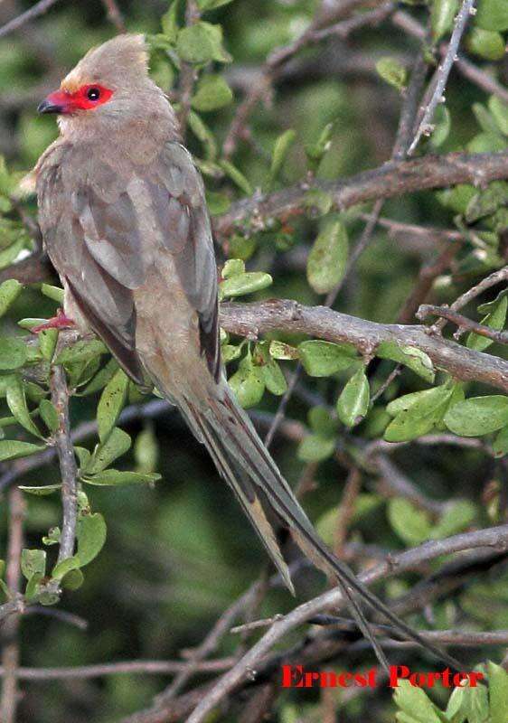 Sivun Urocolius indicus transvaalensis Roberts 1922 kuva