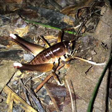 Image of <i>Penalva flavocalceata</i>