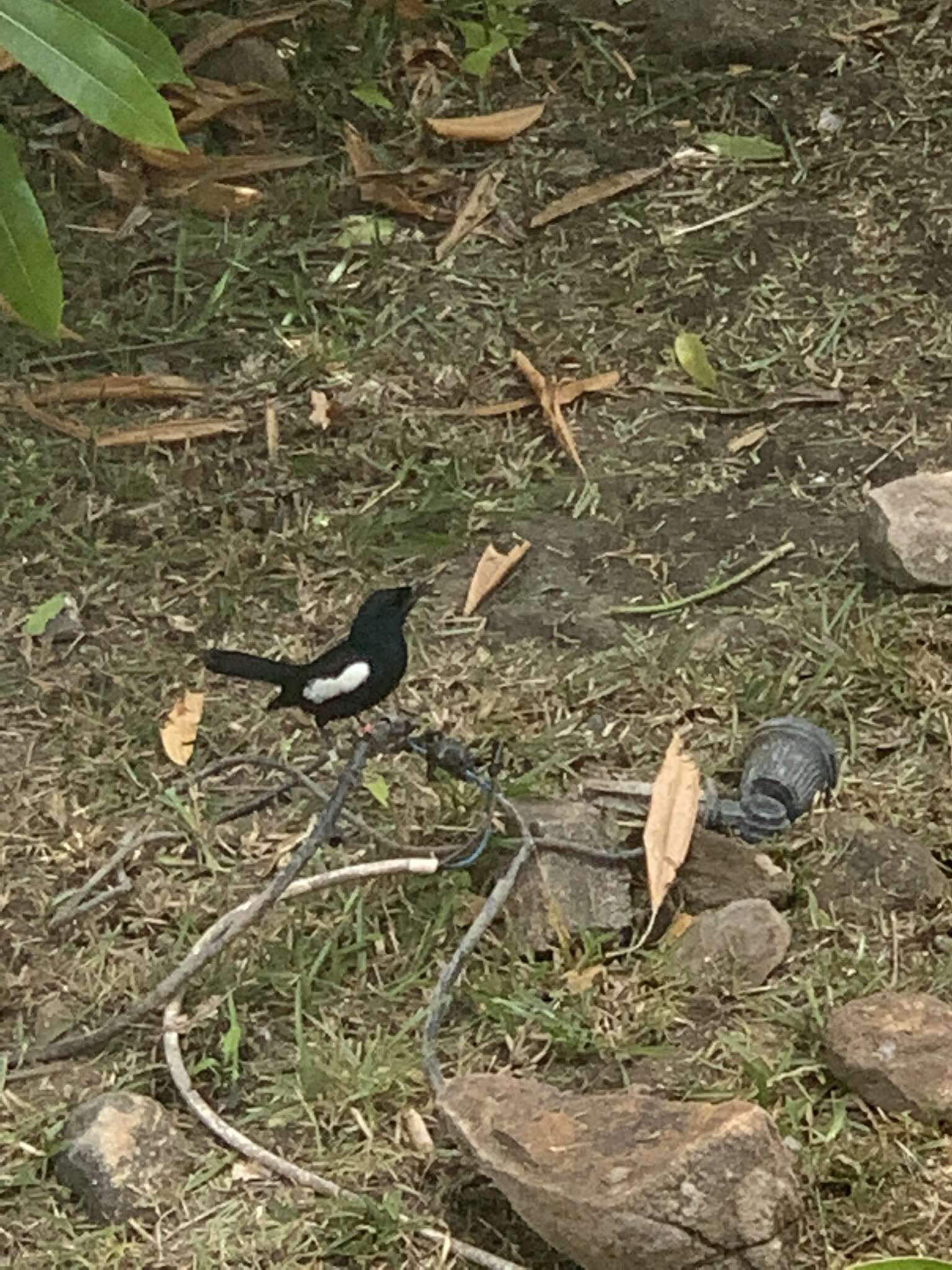 Image of Seychelles magpie-robin