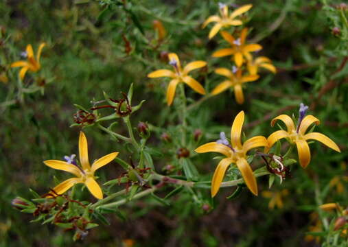 Wahlenbergia nodosa (H. Buek) Lammers resmi