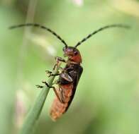 Image of Silis ruficollis