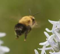 Image of Blueberry Habropoda