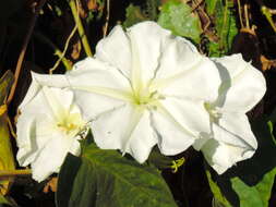 Image of Moonflower or moon vine