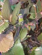 Image of Amazon Darner