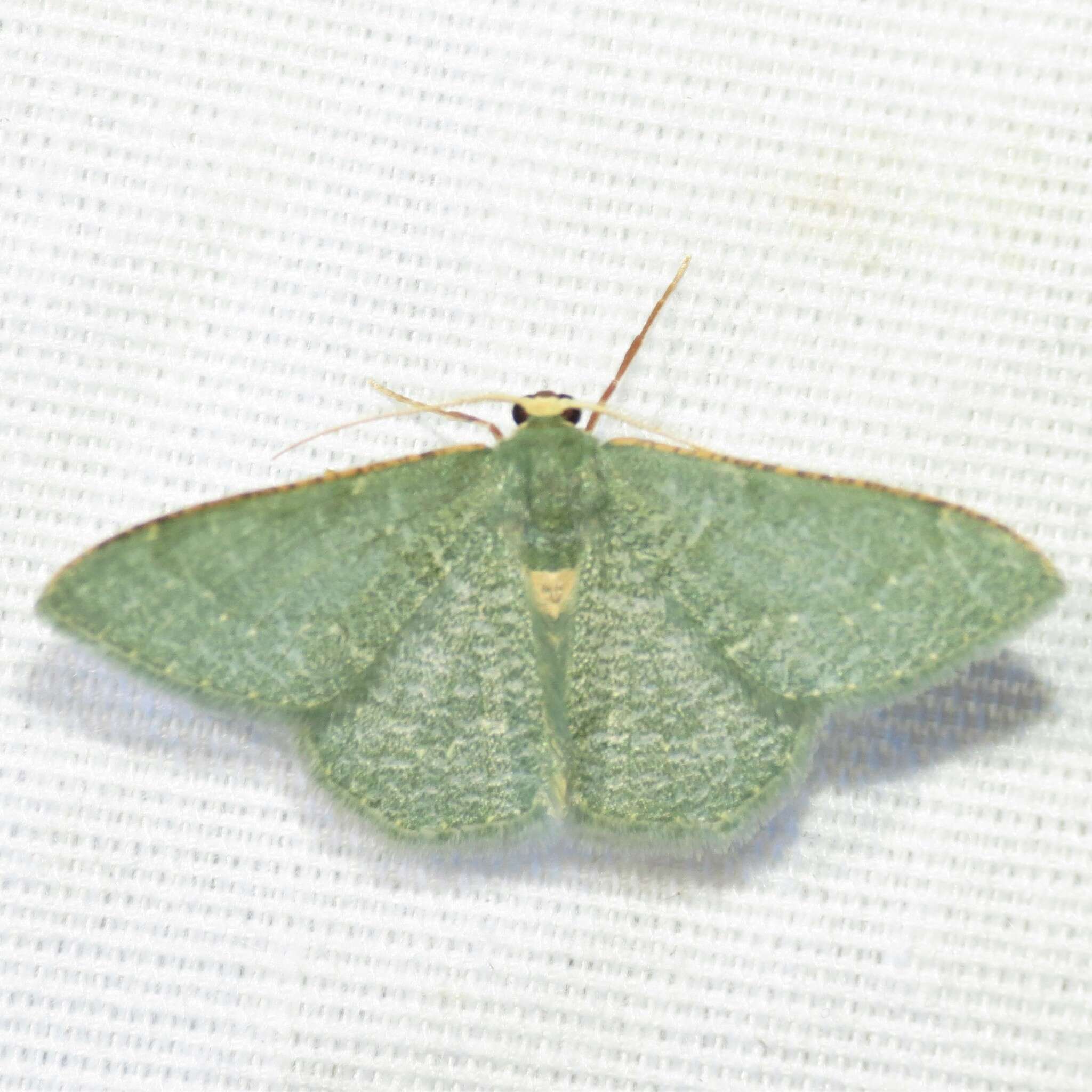 Image of Xerochlora masonaria Schaus 1897