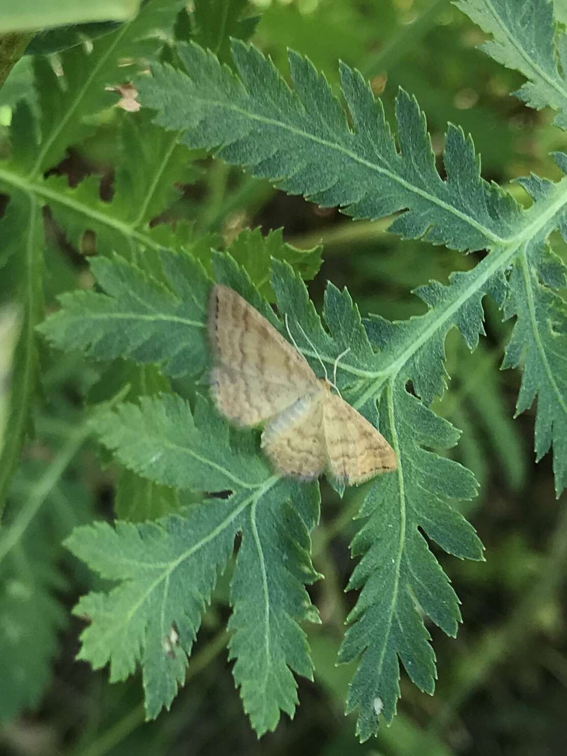 صورة Idaea serpentata Hüfnagel 1767