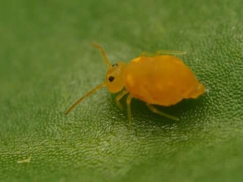 Deuterosminthurus pallipes (Bourlet 1843) resmi