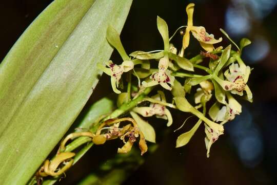 Image of Epidendrum veroscriptum Hágsater